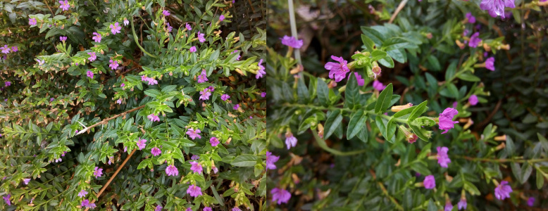 [Two images spliced together. The one on the right is a closer view of a section of the plant on the left. The leaves on this are a dark waxy-looking green and go up the entire stem. The multi-petaled purple bloom is a the very end of the stem. There are a profusion of stems and thus purple flowers.]